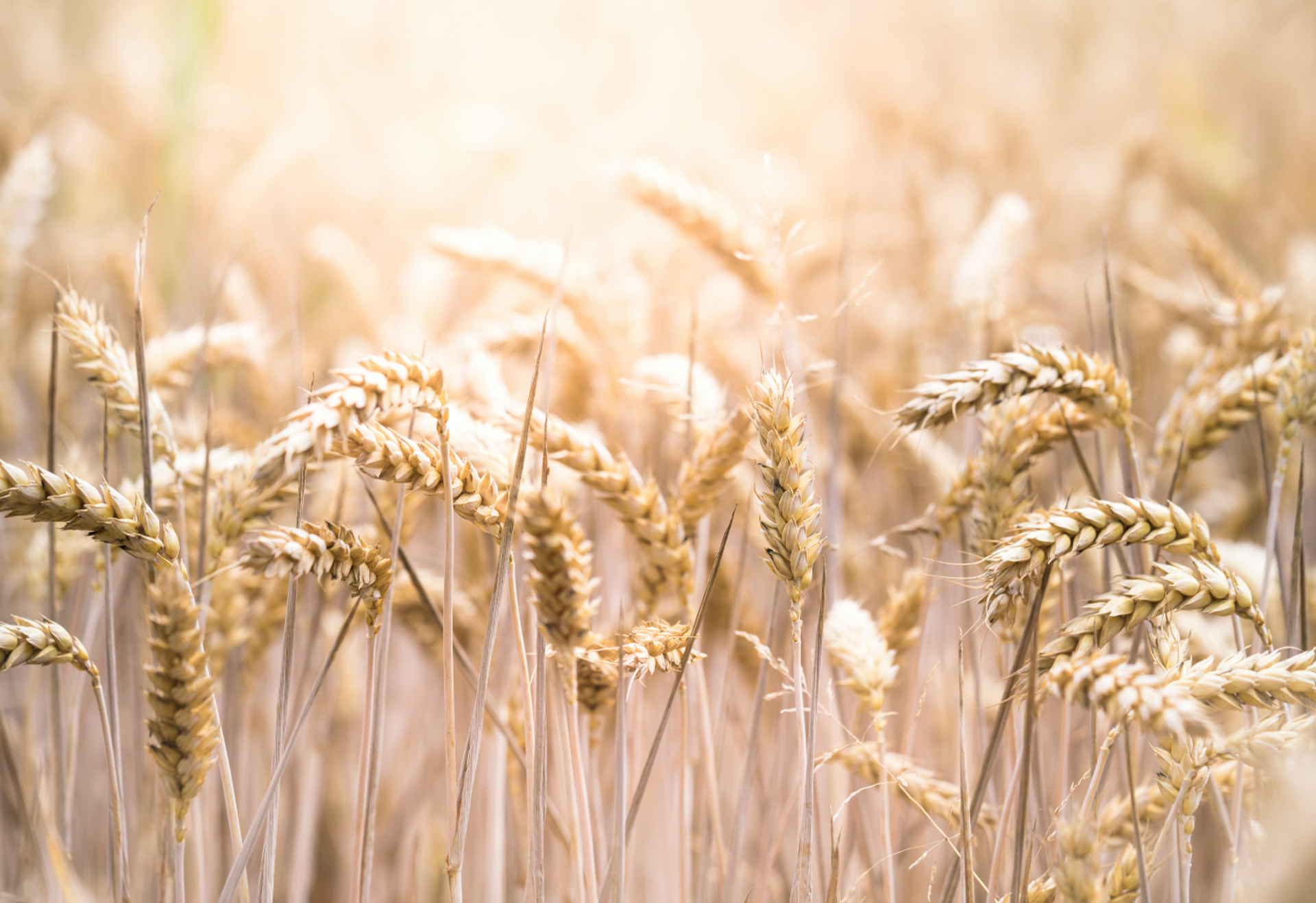 Weizenfeld