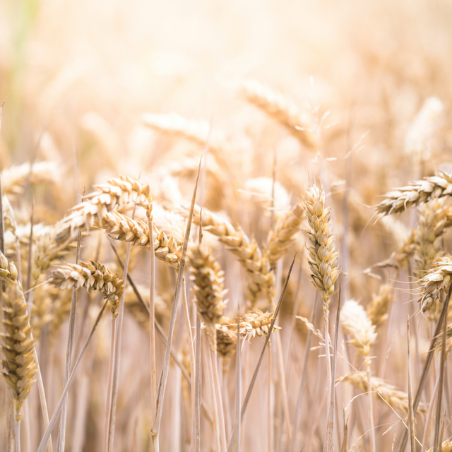 Bild von Schwester Gabriele